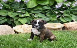 Boxer dogs for sale: Donna - Image 2