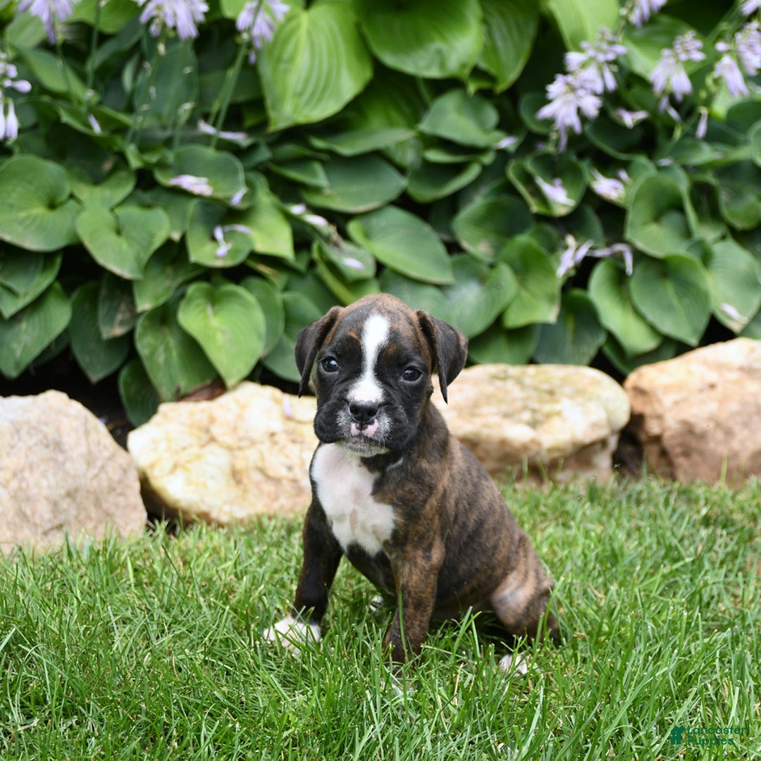 Boxer dogs for sale: Donna - Image 2