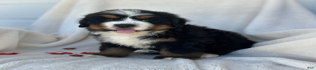 Bailey