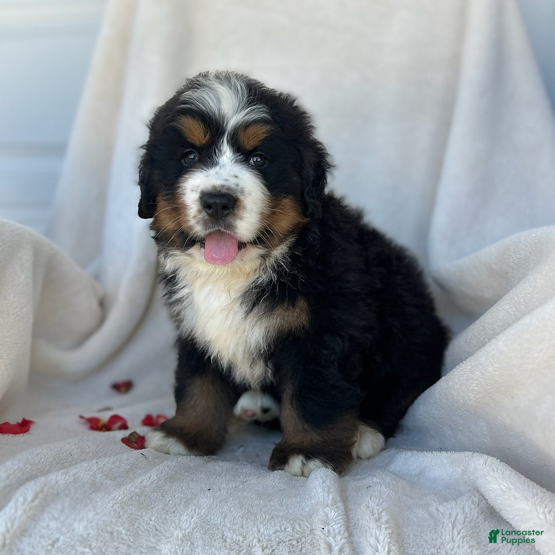 Bernese Mountain Dog dogs for sale: Bailey - Image 1