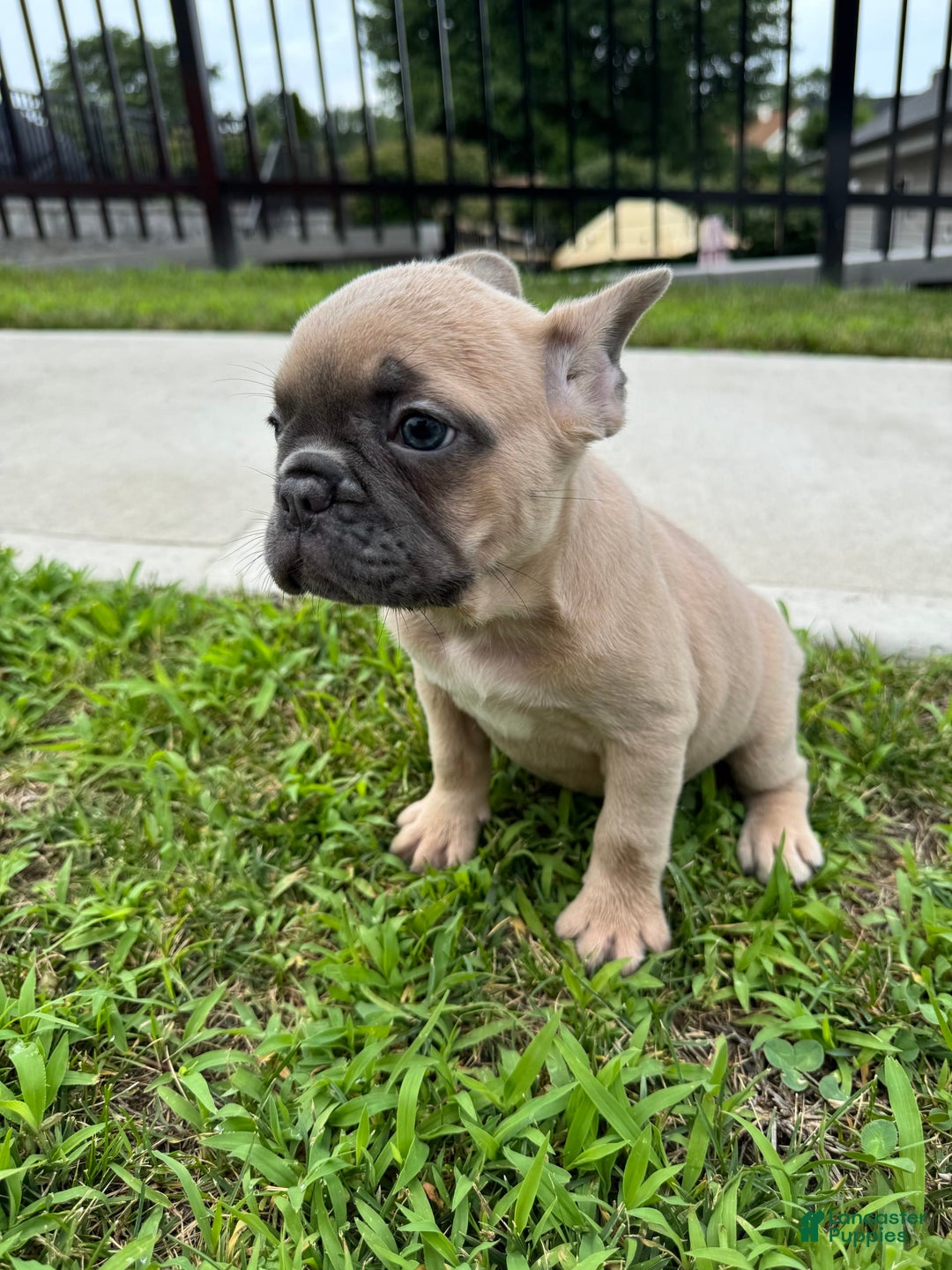 French Bulldog dogs for sale: Ellie - Image 1