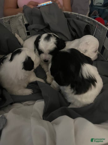 Shihpoo dogs for sale - Ad 3