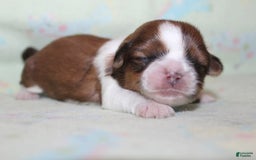 Shih Tzu dogs for sale: Anya Boy 3 - Image 3
