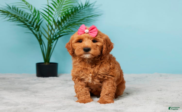Mini Goldendoodle dogs for sale - Ad 1