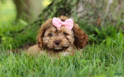 Cockapoo dogs for sale: Birdie - Image 4