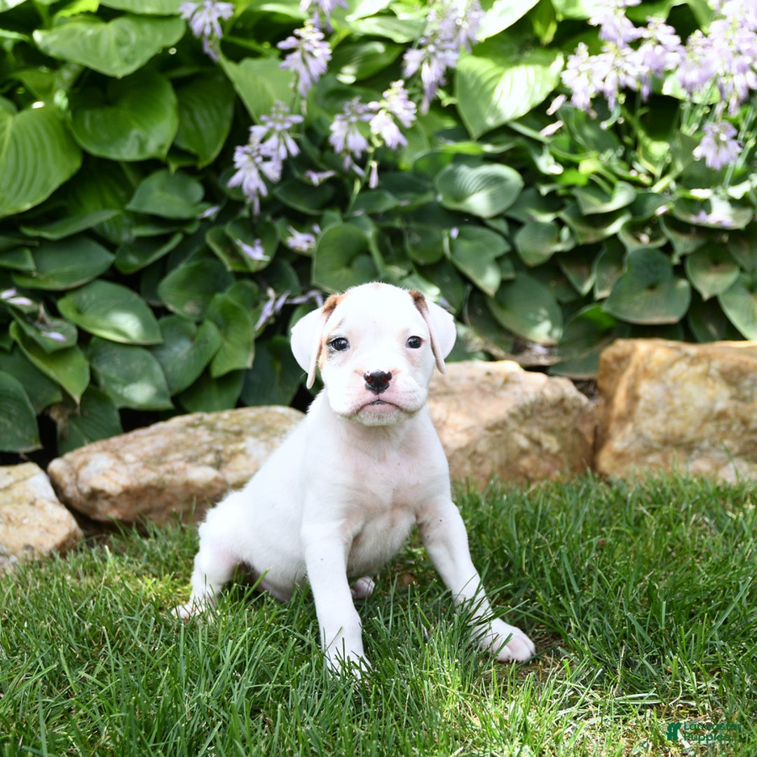 Boxer dogs for sale: Duke - Image 1