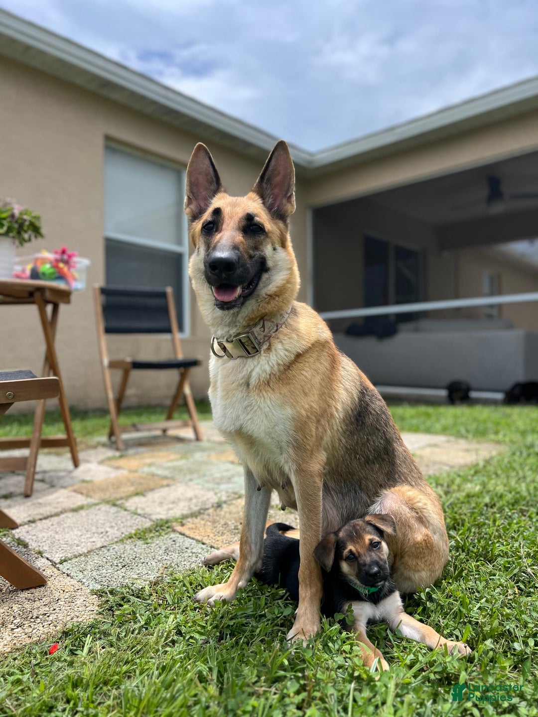 German Shepherd dogs for sale: Fern - Image 8