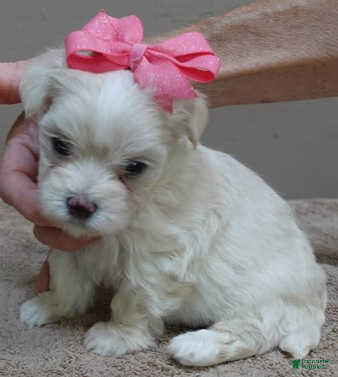 Maltese dogs for sale: Tinker - Image 8