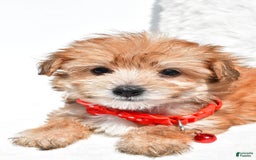 Morkie dogs for sale: Roy Teacup - Image 3