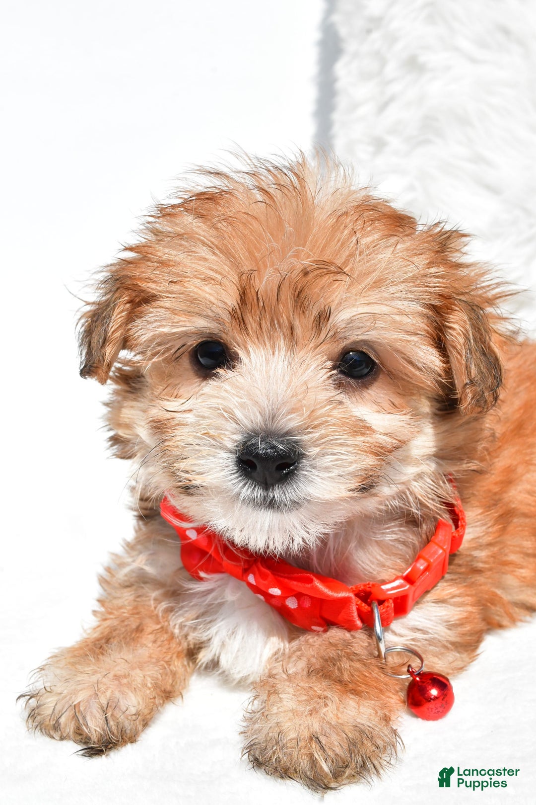 Morkie dogs for sale: Roy Teacup - Image 3
