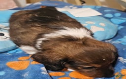 Dachshund dogs for sale: Simba - Image 3