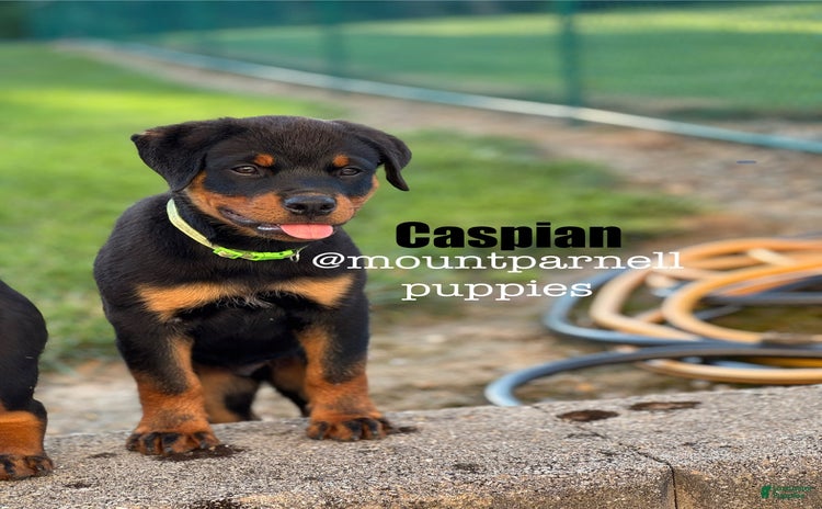 Rottweiler dogs - Advert 27