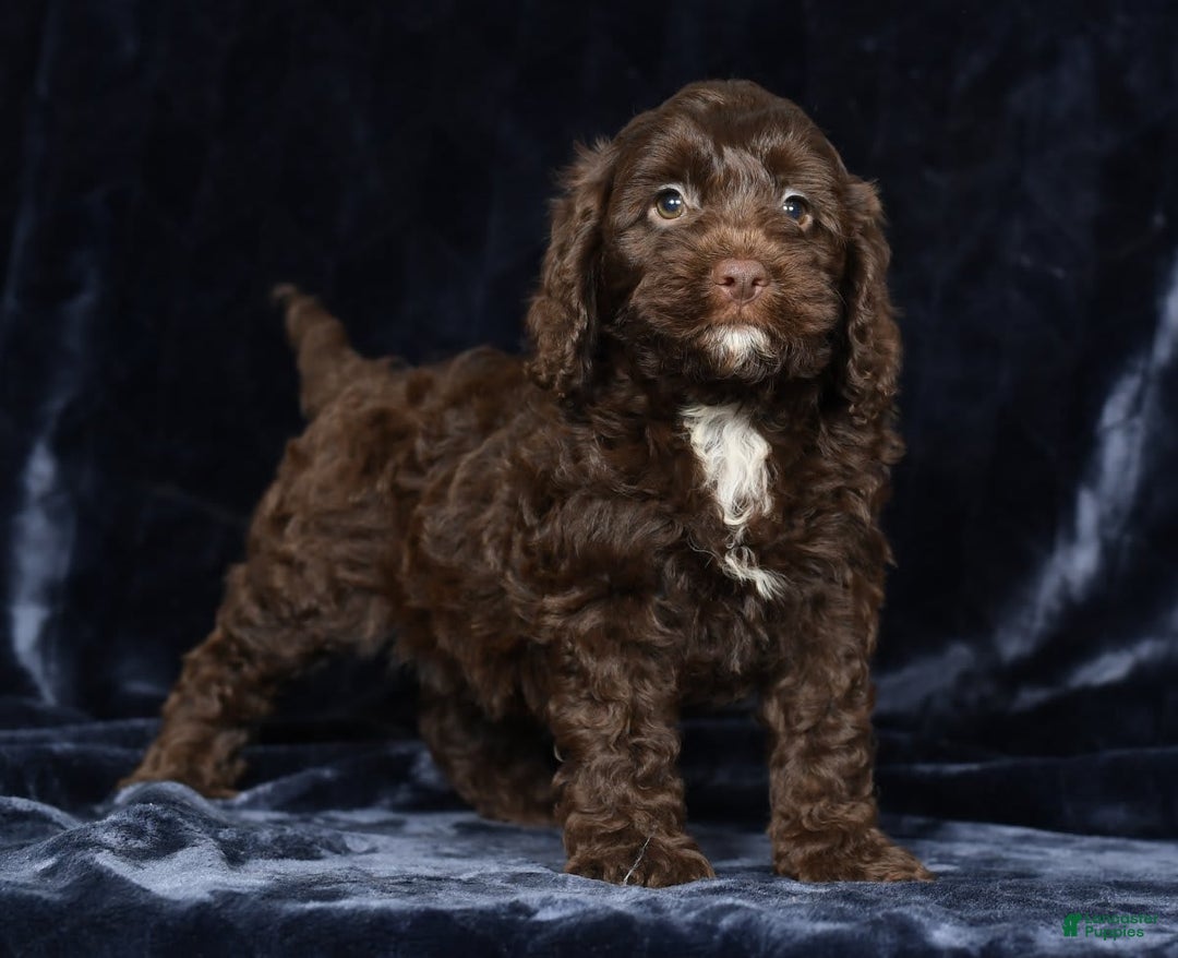 Cavapoo dogs for sale: Joey - Image 8
