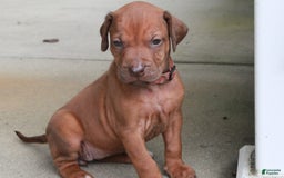 Rhodesian Ridgeback dogs for sale: Gwen - Image 14