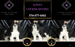 Cocker Spaniel dogs for sale: Lewey - Image 6