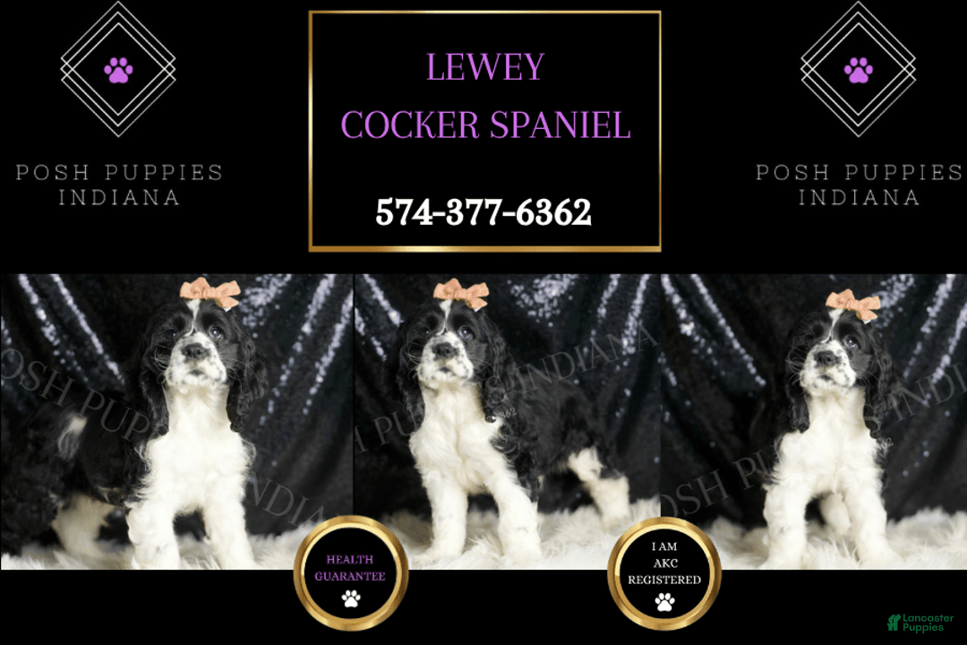 Cocker Spaniel dogs for sale: Lewey - Image 6