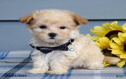 Maltipoo dogs for sale: Nevin - Image 1