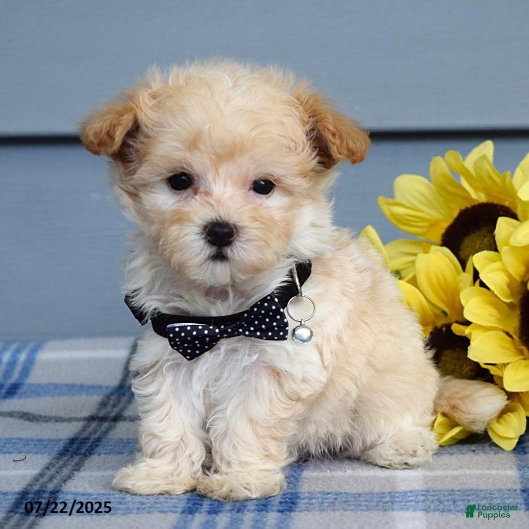 Maltipoo dogs for sale: Nevin - Image 1