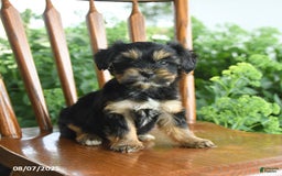 Teddy Bear dogs for sale: Zendaya - Image 4