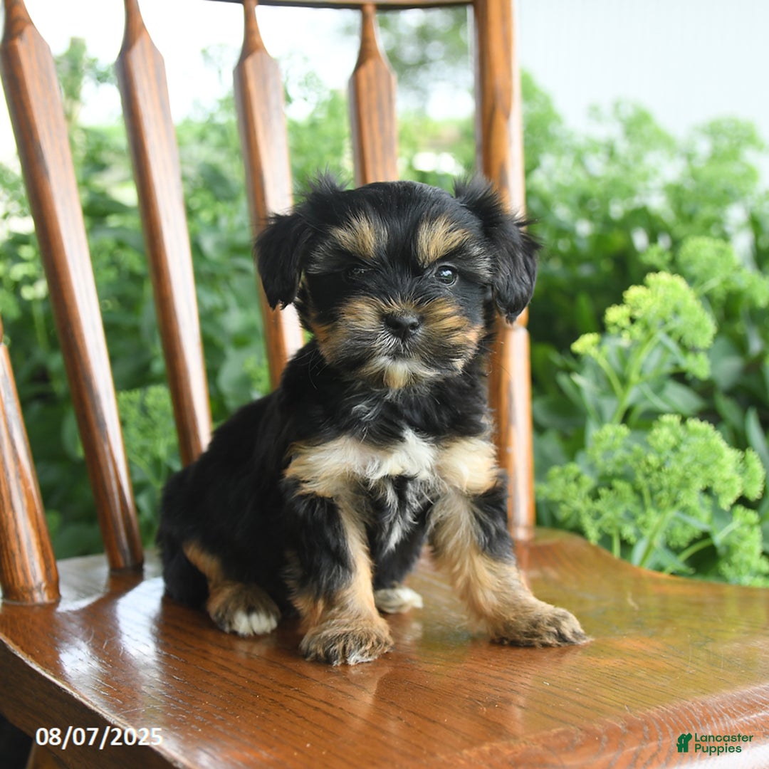 Teddy Bear dogs for sale: Zendaya - Image 4