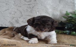 Cavapoo dogs for sale: Angie - Image 3