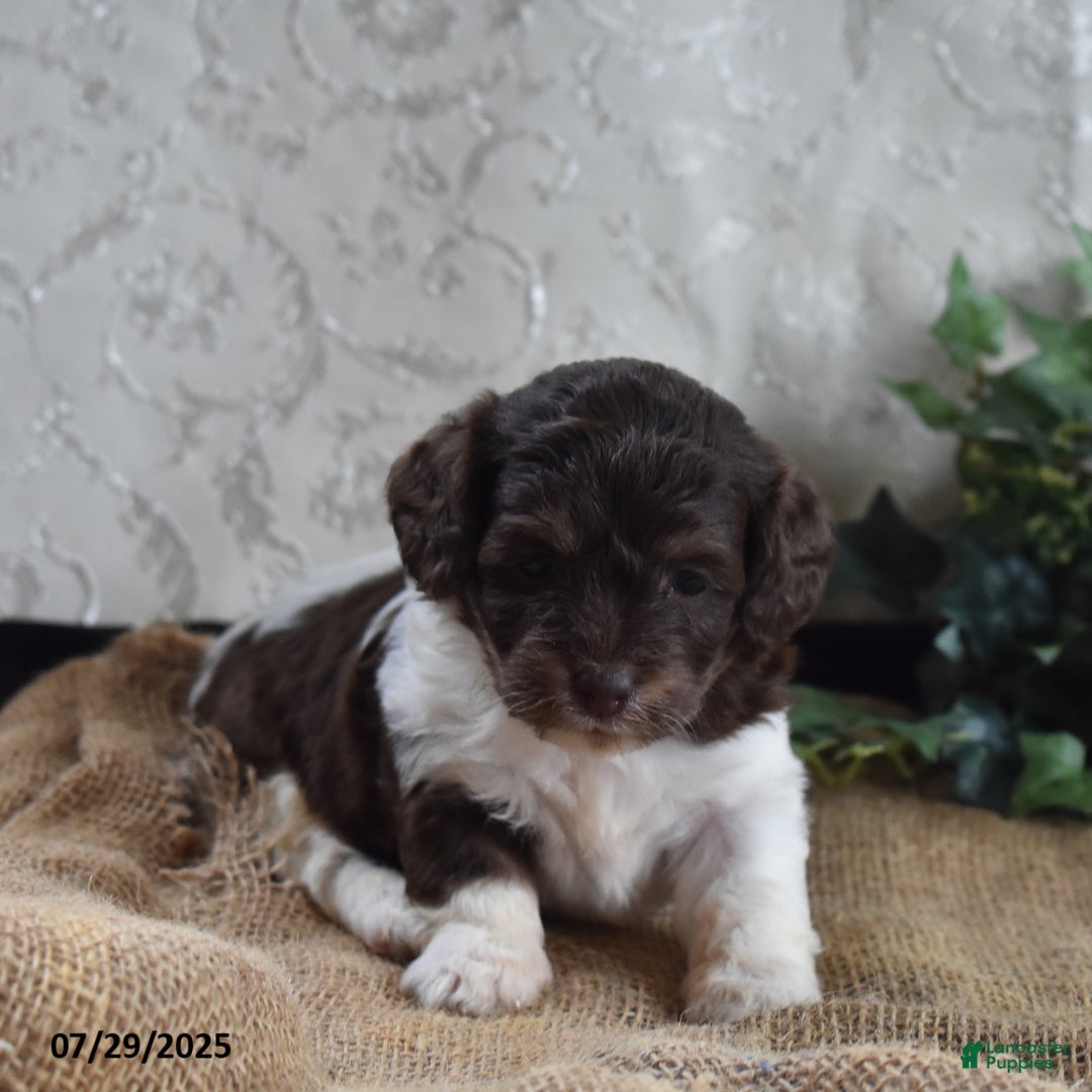 Cavapoo dogs for sale: Angie - Image 3