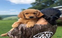 Golden Retriever dogs for sale: Spruce - Image 2