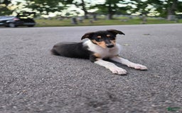 Collie dogs for sale: Ivy - Image 2
