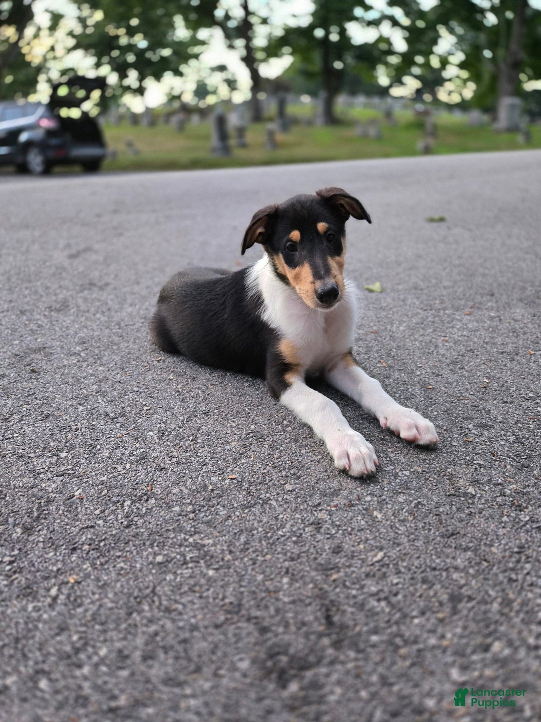 Collie dogs for sale: Ivy - Image 2