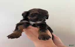Bernedoodle dogs for sale: Green Collar Girl - Image 4