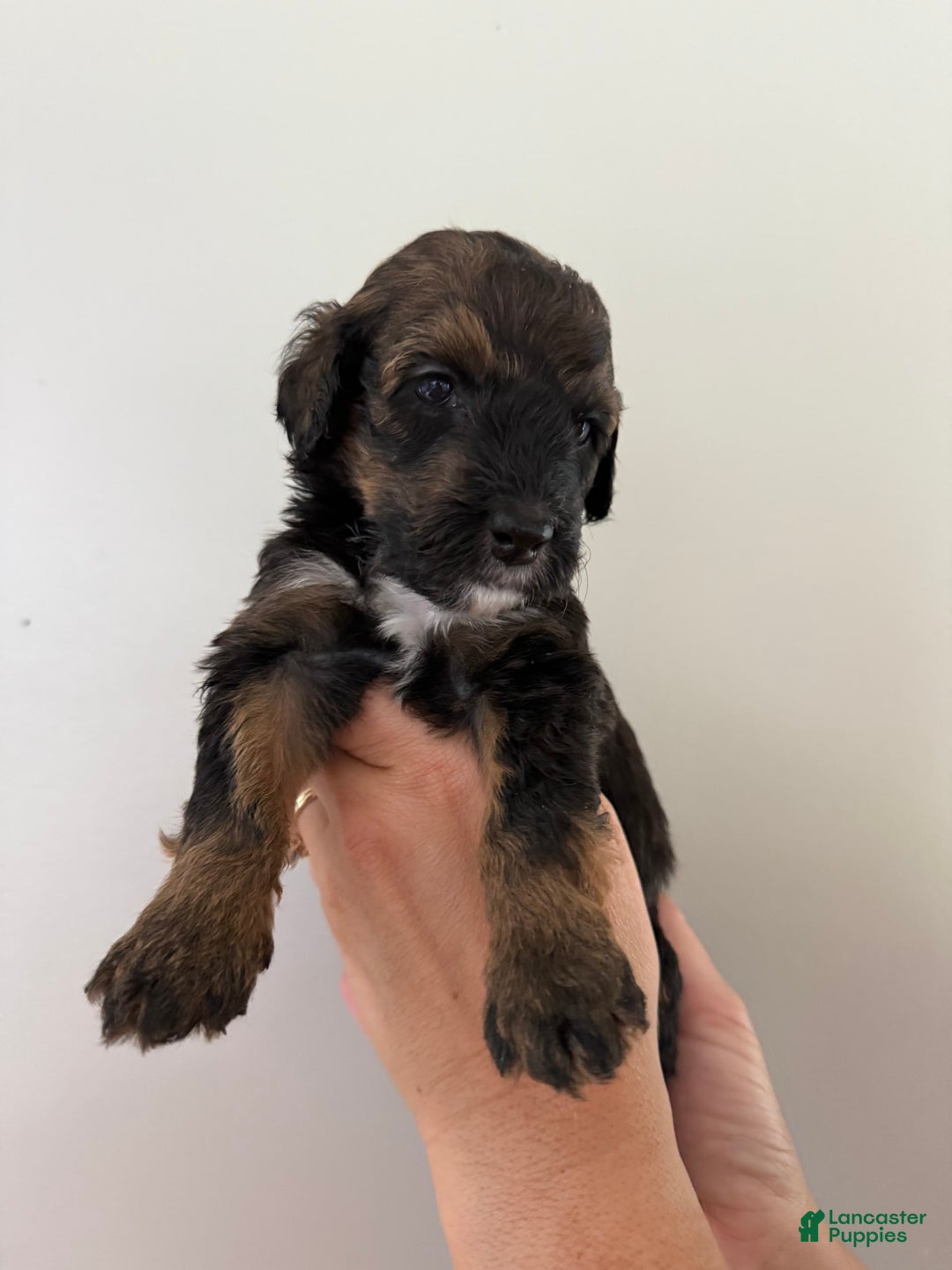 Bernedoodle dogs for sale: Green Collar Girl - Image 4