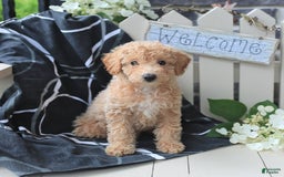 Miniature Poodle dogs for sale: Macy - Image 2