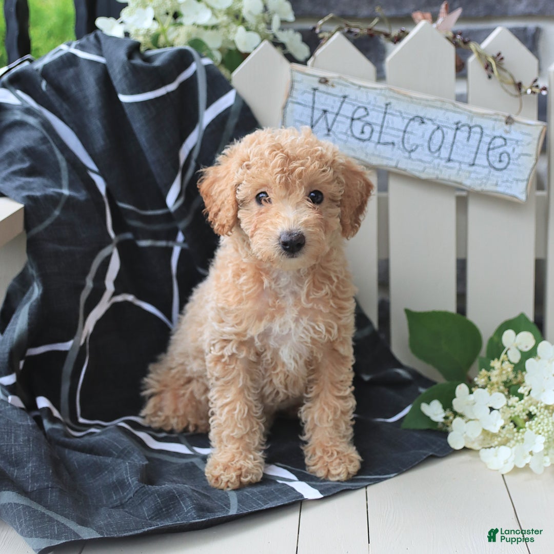 Miniature Poodle dogs for sale: Macy - Image 2