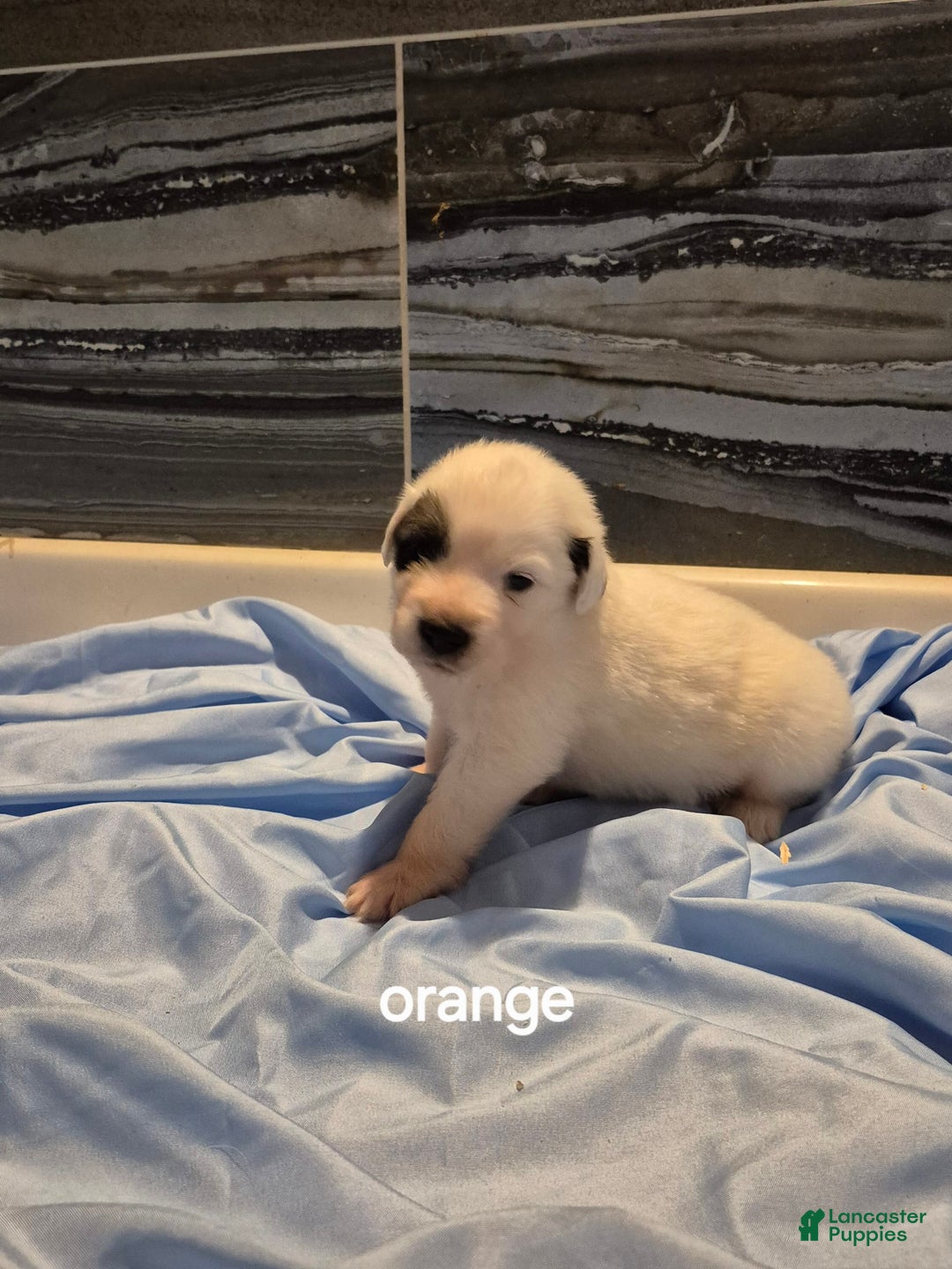 Great Pyrenees dogs for sale: Orange - Image 14