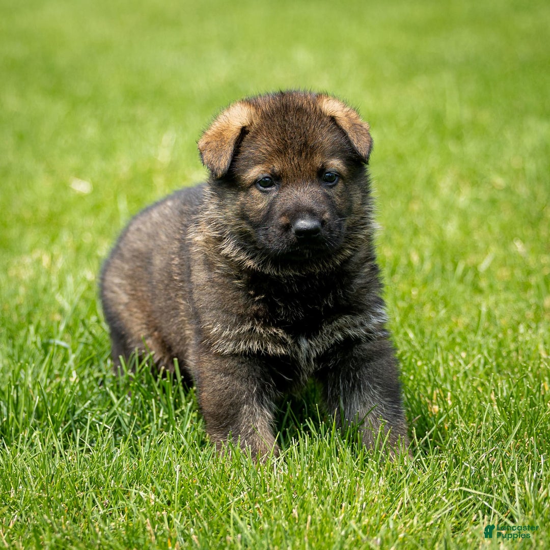 German Shepherd dogs for sale: Axel - Image 8