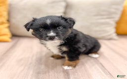 Australian Shepherd dogs for sale: Lassie - Image 13