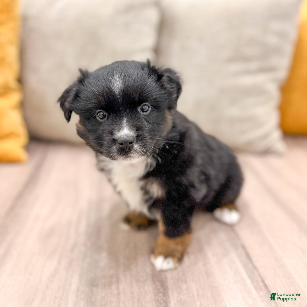 Australian Shepherd dogs for sale: Lassie - Image 13