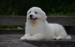 Great Pyrenees dogs for sale: Chloe - Image 1