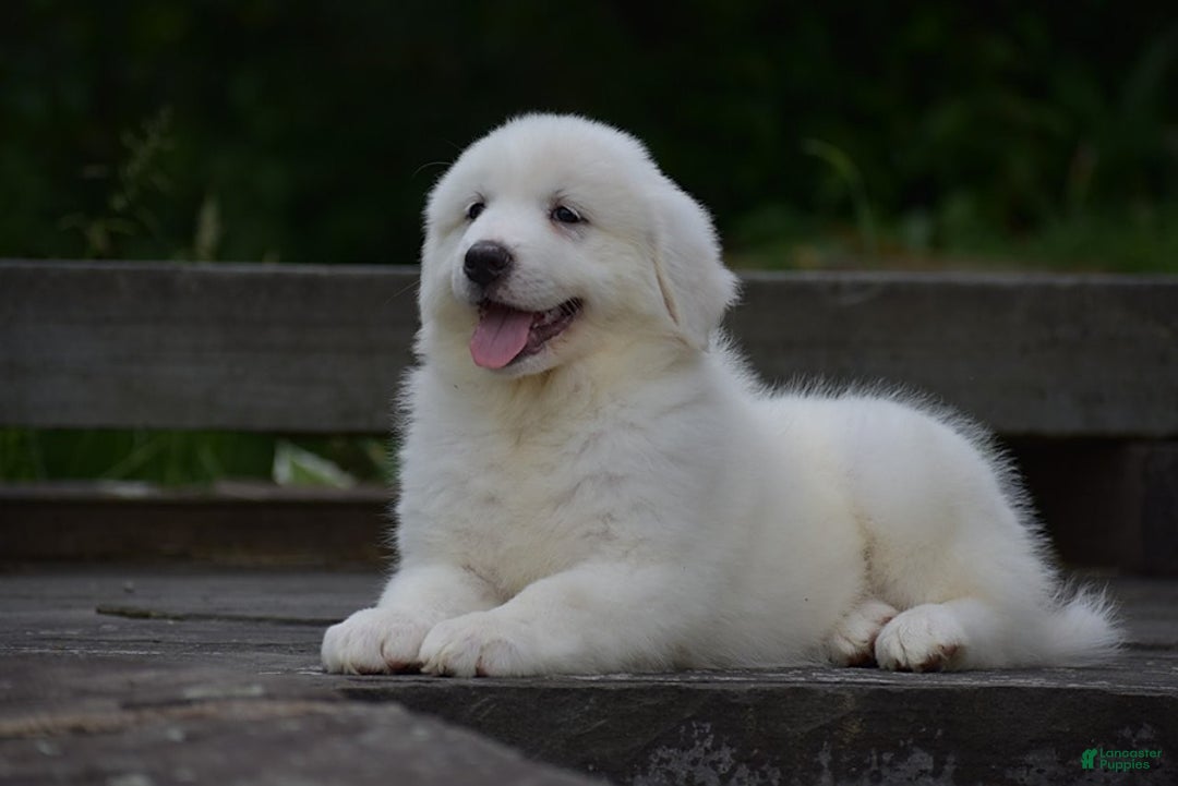 Great Pyrenees dogs for sale: Chloe - Image 1