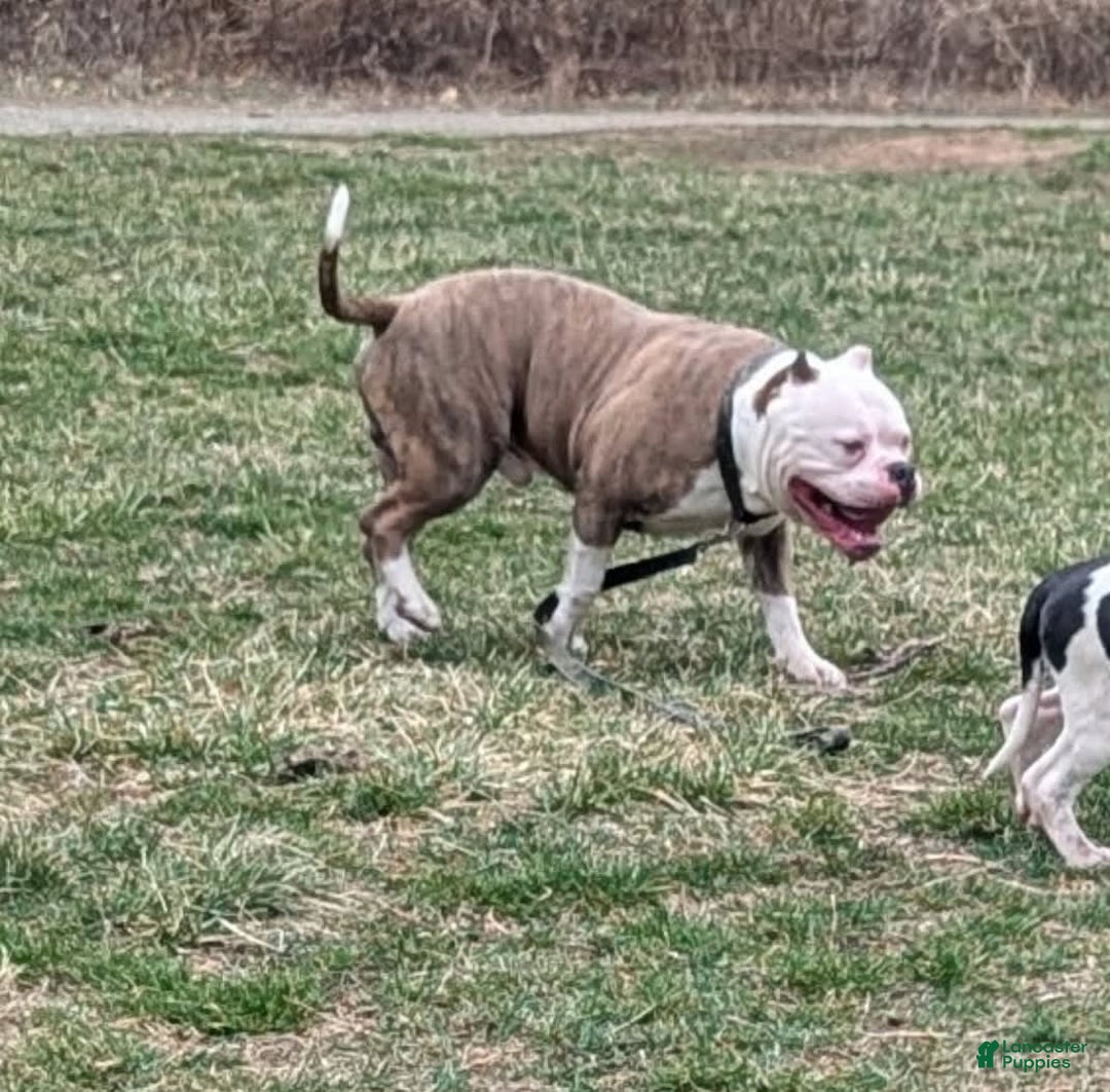 American Pit Bull Terrier dogs for sale: Cici - Image 6