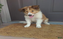 Collie dogs for sale: Dixie - Image 7