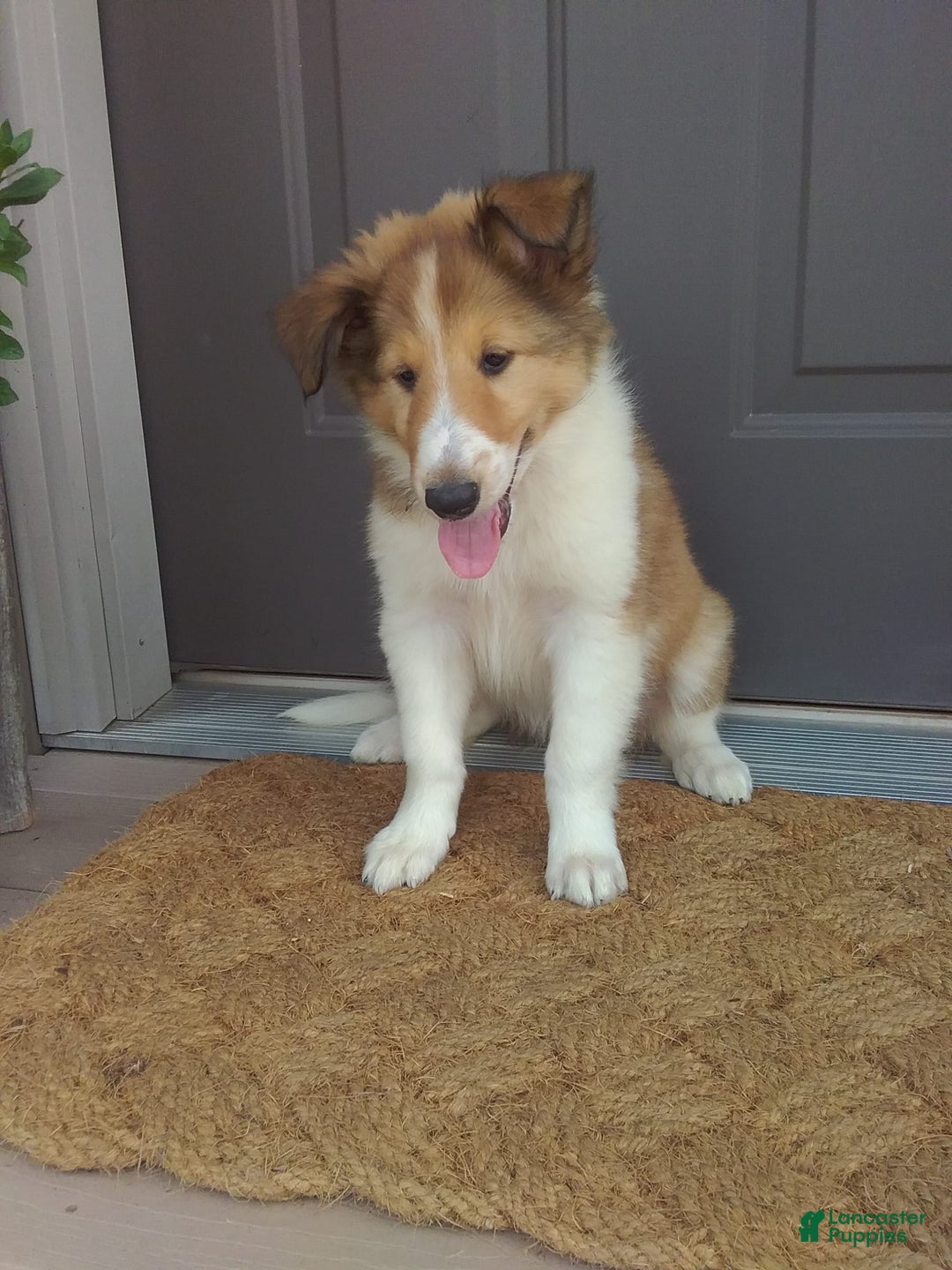 Collie dogs for sale: Dixie - Image 7
