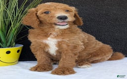 Goldendoodle dogs for sale: Zoey - Image 21
