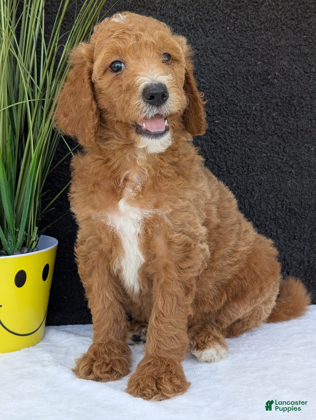 Goldendoodle dogs for sale: Zoey - Image 21