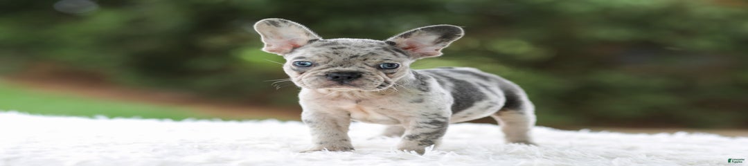 Victor