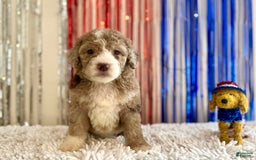 Aussiedoodle dogs for sale: Pluto - Image 1