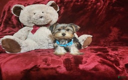 Yorkshire Terrier dogs for sale: LOUIE - Image 5