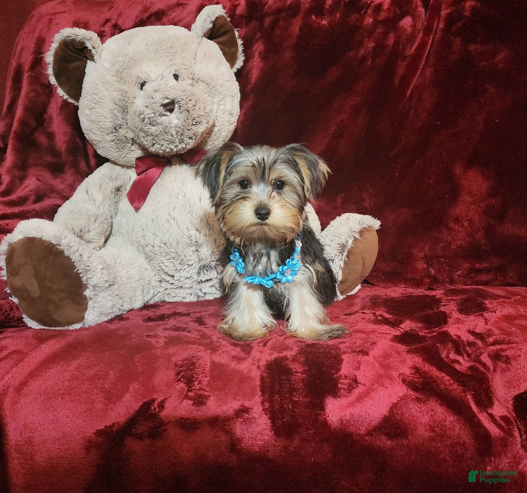 Yorkshire Terrier dogs for sale: LOUIE - Image 5
