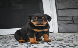 Rottweiler dogs for sale: Clair Bear - Image 1