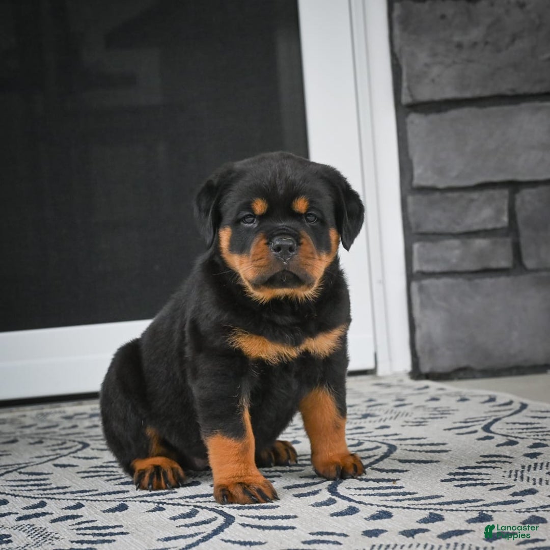 Rottweiler dogs for sale: Clair Bear - Image 1